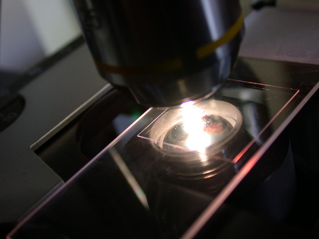 Con l''aiuto del microscopio... QUIZ